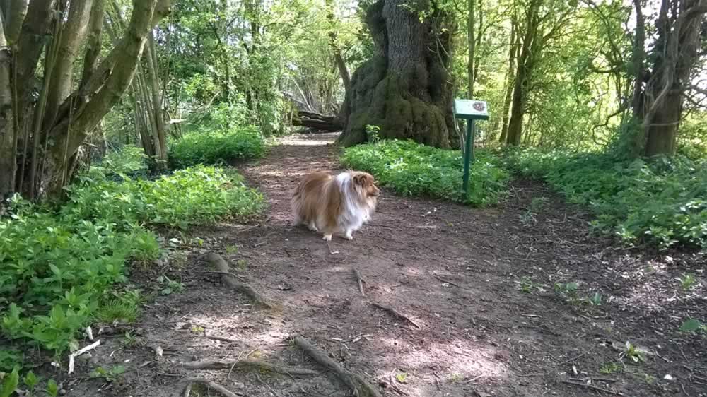 dog in woods