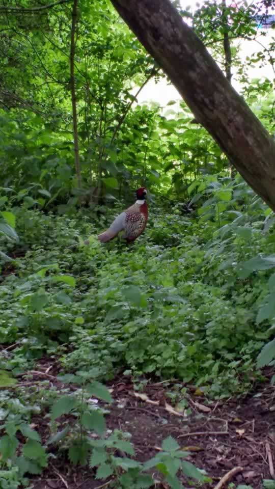pheasant in woods